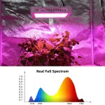 Plant Grow Light Supplier - 1000W Hydroponic Veg Flower Indoor