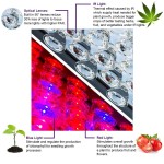 Led Grow Light Factory - 2000W Greenhouse Indoor Phytolamp