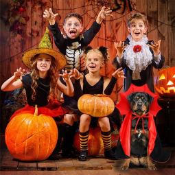 Pet Costume Supplier - Hot-Selling Halloween Cape Cat Vampire Cloak Dog Devil Costume