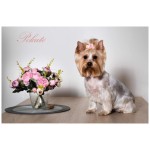 Yorkie Hair Bows Supplier - Handmade Winter Spring Rhinestones