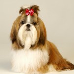 Pet Hair Bows Manufacturer - Winter Stock Printed Rhinestone