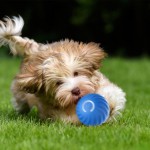 USB Pet Ball Supplier - Rechargeable LED Motion Activated