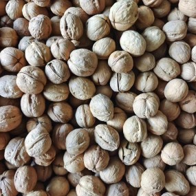 Walnuts in Shell Supplier - OEM Raw Washed 185 Paper-Skinned