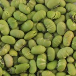 Roasted Edamame Factory - OEM None Additive Wasabi Flavor BRC