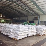 Walnuts in Shell Supplier - OEM Raw Washed 185 Paper-Skinned
