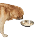 Automatic Water Dispenser Manufacturer - Stainless Steel Hanging Bottle for Cage Travel