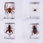 Crystal Resin Insect Supplier - Handmade 4.3x2.8cm Clear Amber Specimen Home Decor