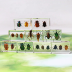 Insect Specimen Manufacturer - Beetle Scarab Ladybug Resin Teaching Tool Kids Desk