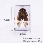 Crystal Resin Insect Supplier - Handmade 4.3x2.8cm Clear Amber Specimen Home Decor