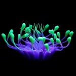 Aquarium Decor Factory - Software Silicone Coral Water Plant Colorful Plastic Luminous