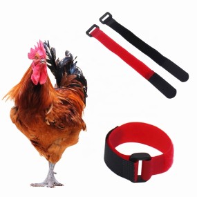 Chicken Collar Supplier - Prevents Crow Noise Anti-disturbance Duck Goose Anti-noise