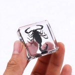 Resin Cube Supplier - Natural Insect in Crystal Clear Unique Desk Decor Science Aid