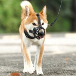 Pet Mask Supplier - Breathable Anti-biting Anti-barking Anti-accidental Eating Reinforced