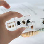 Insect Specimen Manufacturer - Beetle Scarab Ladybug Resin Teaching Tool Kids Desk