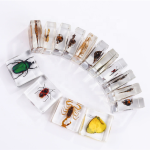 Resin Cube Supplier - Natural Insect in Crystal Clear Unique Desk Decor Science Aid