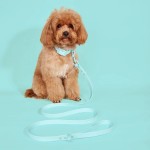 PVC Pet Supplies Manufacturer - Popular Dog Collar Leash Set Waterproof Easy Wash