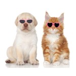 Pet Glasses Factory - Factory Direct Supply Cute Christmas Funny Heart-shaped Sunglasses