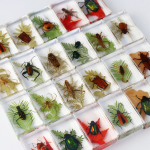 Educational Specimen Factory - Resin with Scorpion Beetle Plants Desktop Display