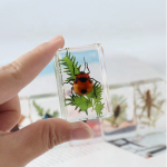 Educational Specimen Factory - Resin with Scorpion Beetle Plants Desktop Display