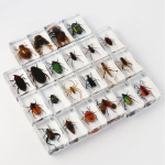 Resin Paperweight Manufacturer - 4.42.8cm Thin-Profile Real Bugs Encased Crystal