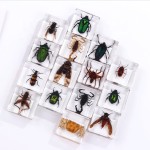 Resin Cube Supplier - Natural Insect in Crystal Clear Unique Desk Decor Science Aid