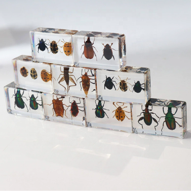 Insect Specimen Manufacturer - Beetle Scarab Ladybug Resin Teaching Tool Kids Desk