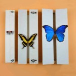 Insect Pinning Board Factory - Adjustable Wooden for Spreading Specimen Wings Mounting