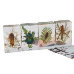 Educational Specimen Factory - Resin with Scorpion Beetle Plants Desktop Display