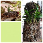 Cork Bark Supplier - Natural Virgin Champagne for Aquarium Reptile Box Decoration Habitat