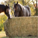 Hay Net Manufacturer - Round with 5cm Holes Large Cylindrical Slow Feeder Durable