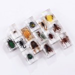 Crystal Resin Insect Supplier - Handmade 4.3x2.8cm Clear Amber Specimen Home Decor