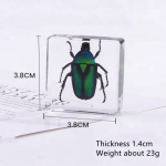Resin Cube Supplier - Natural Insect in Crystal Clear Unique Desk Decor Science Aid