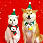 Christmas Scarf Manufacturer - Striped Scarf Hat Fashionable Adjustable Red Green Wool