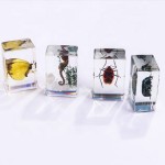 Crystal Resin Insect Supplier - Handmade 4.3x2.8cm Clear Amber Specimen Home Decor