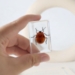 Resin Paperweight Manufacturer - 4.42.8cm Thin-Profile Real Bugs Encased Crystal