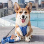 Dog Leash Set Supplier - PVC Upgraded Gold Buckle Adjustable Anti-bite Waterproof