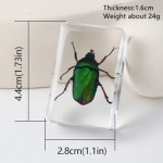Resin Paperweight Manufacturer - 4.42.8cm Thin-Profile Real Bugs Encased Crystal