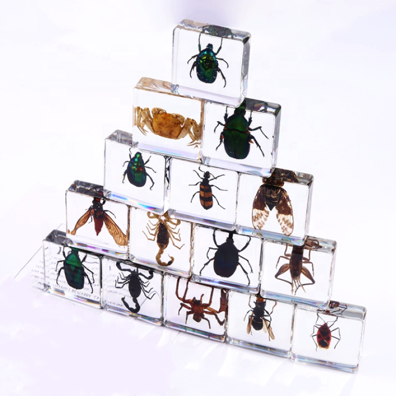 Resin Cube Supplier - Natural Insect in Crystal Clear Unique Desk Decor Science Aid