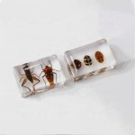 Insect Specimen Manufacturer - Beetle Scarab Ladybug Resin Teaching Tool Kids Desk