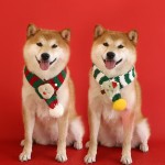 Christmas Scarf Manufacturer - Striped Scarf Hat Fashionable Adjustable Red Green Wool