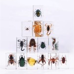 Crystal Resin Insect Supplier - Handmade 4.3x2.8cm Clear Amber Specimen Home Decor