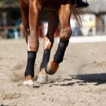 Horse Bandage Supplier - Equestrian Leg Soft Thick Fleece Set of 4 Pieces Gaiters