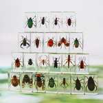 Resin Paperweight Manufacturer - 4.42.8cm Thin-Profile Real Bugs Encased Crystal