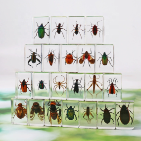 Resin Paperweight Manufacturer - 4.42.8cm Thin-Profile Real Bugs Encased Crystal