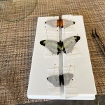 EVA Foam Board Manufacturer - Accept Custom Size Spreading Pinning Boards for Insects