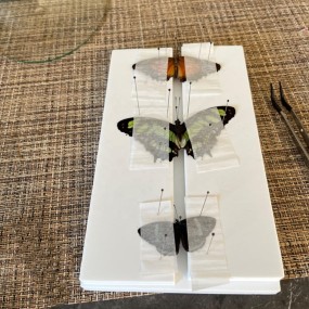 EVA Foam Board Manufacturer - Accept Custom Size Spreading Pinning Boards for Insects