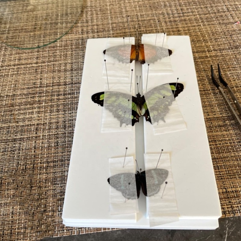 EVA Foam Board Manufacturer - Accept Custom Size Spreading Pinning Boards for Insects