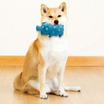 Cat Dog Teething Toy Factory - New Watermelon Fruit Series with Self-Entertainment Sound