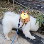 Dog Treat Pouch Factory - Pet Walking Backpack with Leash Clip Hands-Free Waste Bag Dispenser