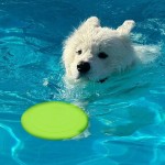 Dog Frisbee Supplier - Durable Floating Bite-Resistant Flying Disc Fashionable Interactive